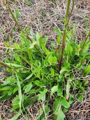 Rumex hastatulus