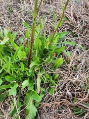 Rumex hastatulus