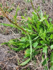 Rumex hastatulus