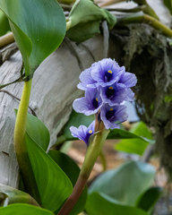 Pontederia azurea