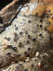 Coccomyces