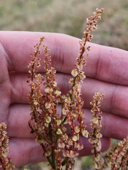 Rumex hastatulus