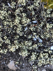 Xanthoparmelia semiviridis