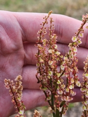Rumex hastatulus