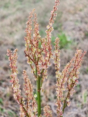 Rumex hastatulus