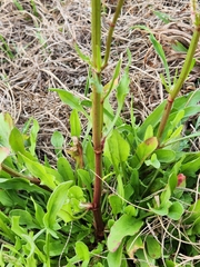 Rumex hastatulus
