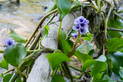 Pontederia azurea
