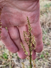 Rumex hastatulus