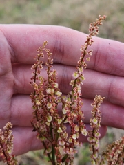Rumex hastatulus