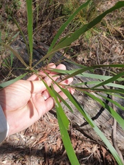Acacia maidenii