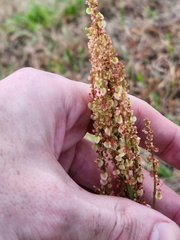 Rumex hastatulus