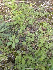 Trigonotis peduncularis