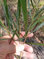 Acacia maidenii