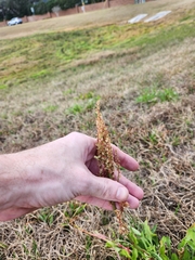Rumex hastatulus