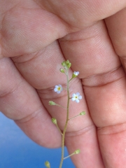 Trigonotis peduncularis