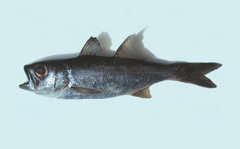 Bigeye photo 3