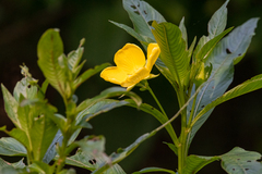 Ludwigia elegans