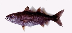 Bigeye photo 4
