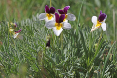 Viola beckwithii