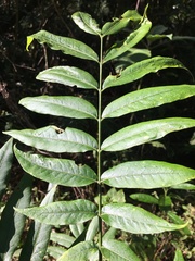 Dysoxylum rufum