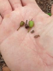Corymbia trachyphloia