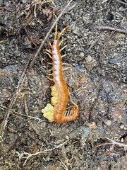 Scolopocryptops spinicaudus