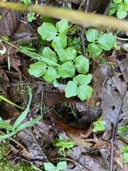 Cardamine angulata