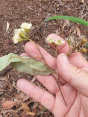 Corymbia trachyphloia