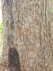 Corymbia trachyphloia