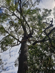 Corymbia trachyphloia