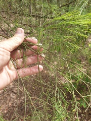 Exocarpos cupressiformis