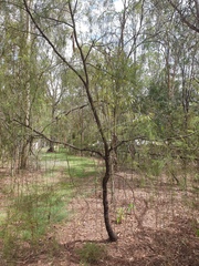 Exocarpos cupressiformis