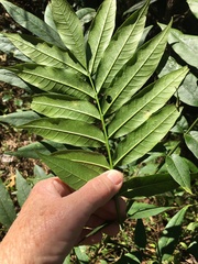 Dysoxylum rufum