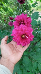 Dahlia pinnata