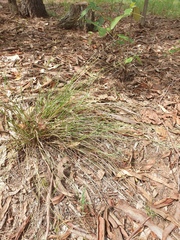 Eragrostis