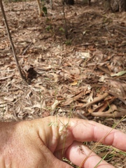 Eragrostis