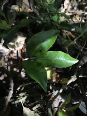 Cissus trianae