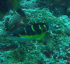 Thalassoma jansenii