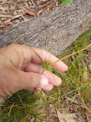 Cyperus bowmanni