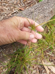 Cyperus bowmanni