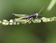 Methiolopsis geniculata