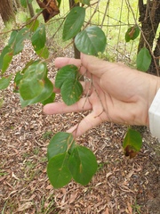 Petalostigma pubescens