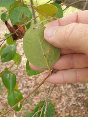 Petalostigma pubescens