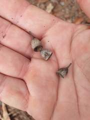 Corymbia trachyphloia