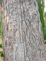 Corymbia trachyphloia