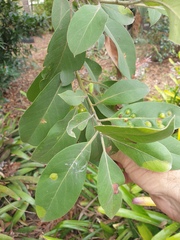 Lophostemon suaveolens