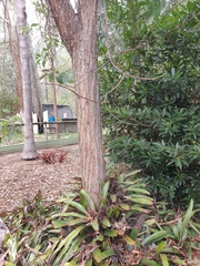 Lophostemon suaveolens