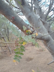 Bursera bipinnata