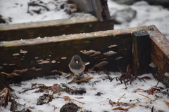 Junco hyemalis oreganus