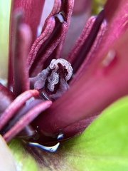 Trillium angustipetalum